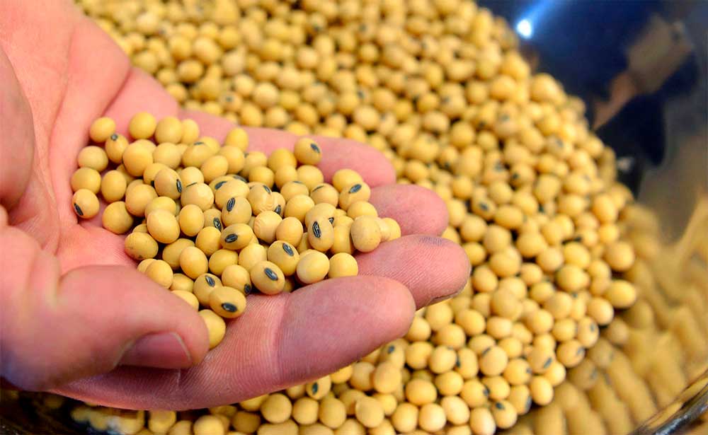 Brazilian Soybean Meal