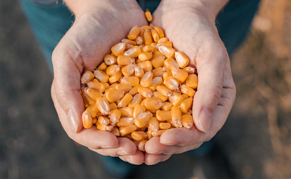 Brazilian Yellow Corn